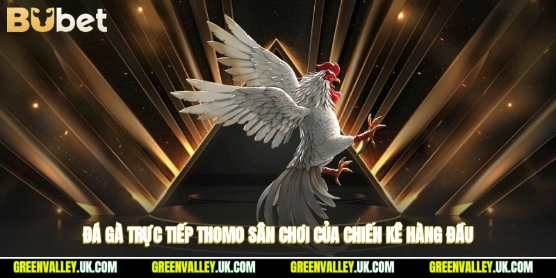 Đá Gà Trực Tiếp Thomo - Sân Chơi Của Chiến Kê Hàng Đầu